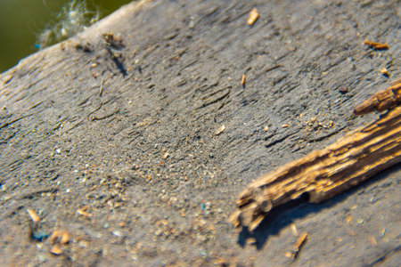 old wooden surface of darkened wood covered with wood dust as a result of the decomposition of old...