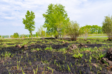 bushes and young trees that survived the fire, rare green vegetation appears among the charred grass...