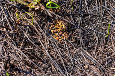 rodents made stocks of plant seeds that were burned and lost their germination in a fire, selective focusの写真素材