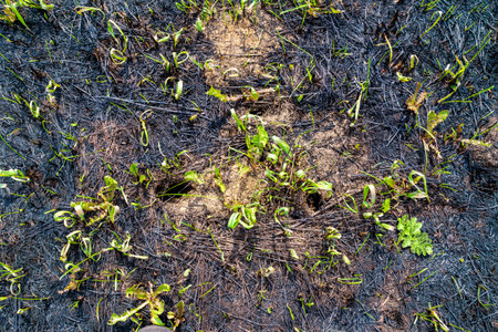 restoration of vegetation cover after a field or forest fire, germination of seeds preserved in the...