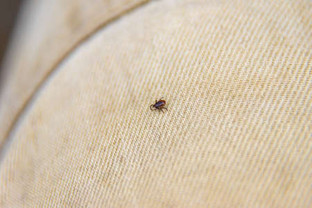wood tick blood-sucking dangerous parasite - diseases such as tick-borne encephalitis and babesiosis or Lyme disease, selective focusの写真素材