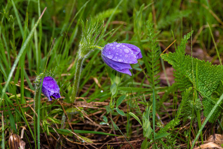 raindrops on a purple inflorescence sleep-grass or Anemone in a forest clearing, selective focus