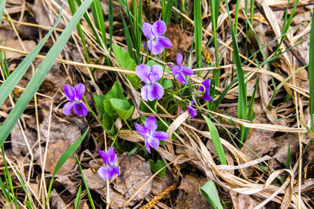 small beautiful spring flower - violet is a mythological symbol of sadness, tears, as well as...