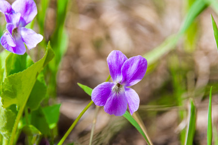 close-up of a fragrant violet flower - a winter green wild small spring flower covering a spring...