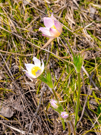 a bush of white pasqueflower flowers with a central part of bright yellow, attract insects -...