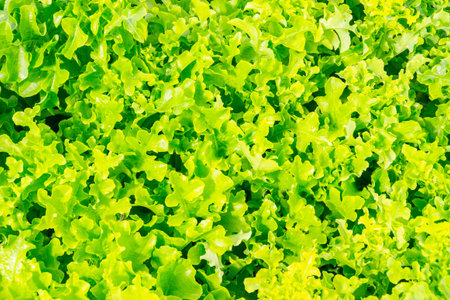 texture of green lettuce leaves covering the soil, selective focus
