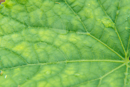 close-up of the middle of a leaf which is covered with yellow spots showing a lack of plant...