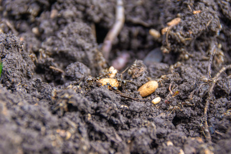 during the digging of the soil, the nest of garden ants was destroyed, which began saving offspring,...