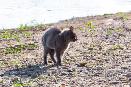 a young frightened or anxious gray cat on a rocky shore of a reservoir, selective focusの写真素材