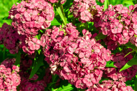 Red flower with large inflorescence and bright color of velvety flowers, selective focusの写真素材