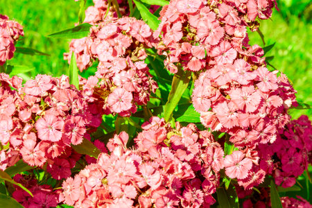 Turkish carnation flowers in light red color - Newport Salmon Pink, selective focusの写真素材