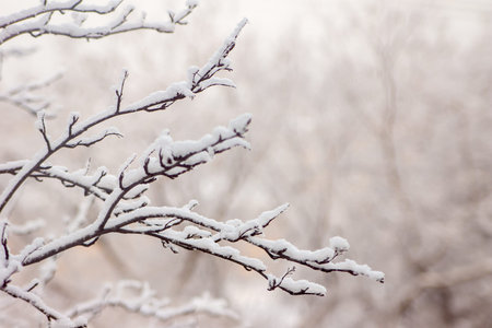 A close-up of snow-covered tree branches in winter, showing how nature transforms during cold months...