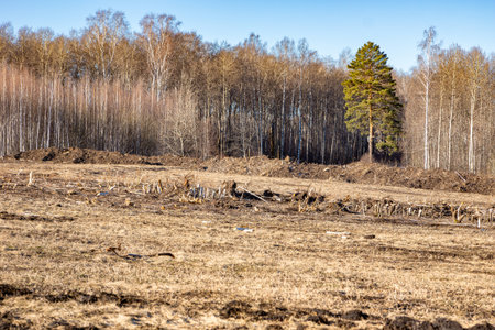 Forest edge after land clearing, where animals lose shelter and food sources, highlighting the consequences of urban expansion on biodiversity with blurred background --2の写真素材