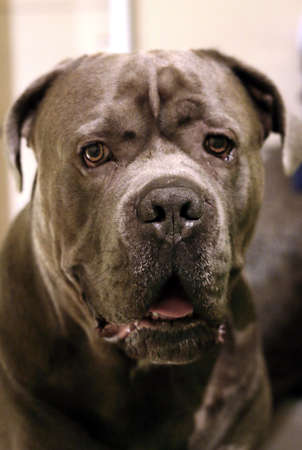 Portrait of a large Cane Corso dogの写真素材