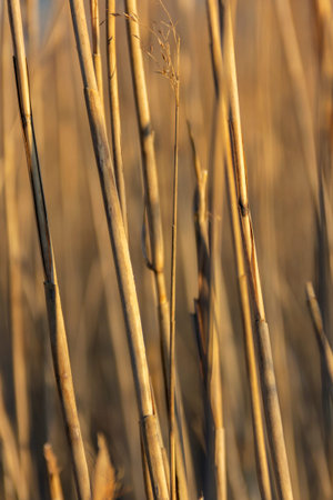 Reed stalks dry from the sun