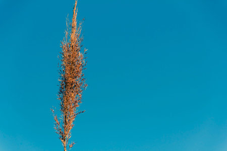 A blade of grass isolated on the blue sky