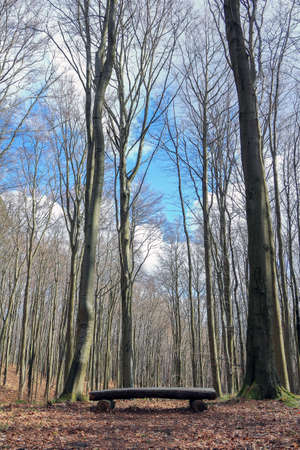 A wooden bench between tall trees somewhere in the forestの写真素材