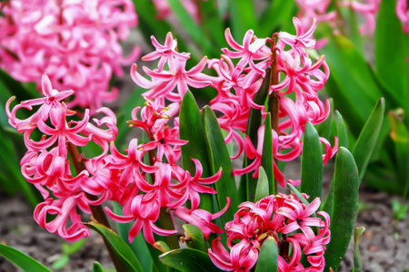 Pink hyacinths growing in the meadow in Poland