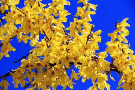 Twigs covered with yellow flowers against a blue sky somewhere in Polandの写真素材