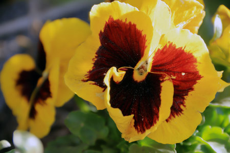 Yellow pansies growing in the garden in Poland