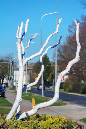 A fragment of a tree painted white in Polandの写真素材