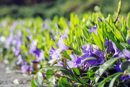 Violet flowers among green grass in Polandの写真素材