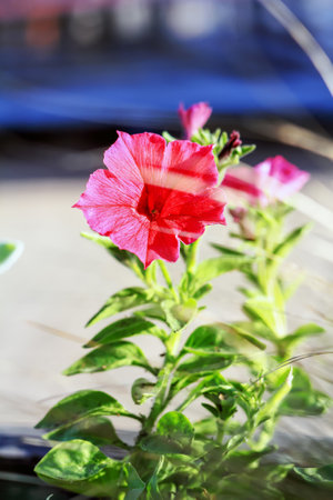 A flower with pink petals in Polandの写真素材