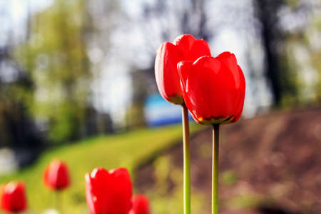 Red tulips isolated on a blurred background in Polandの写真素材