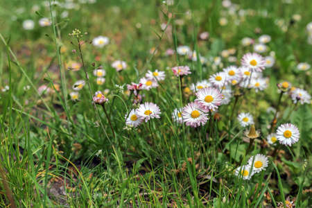 A green meadow full of daisies in Polandの写真素材