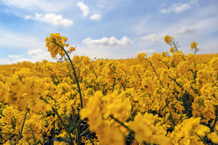 A blade of rapeseed against the sky somewhere in Poland
