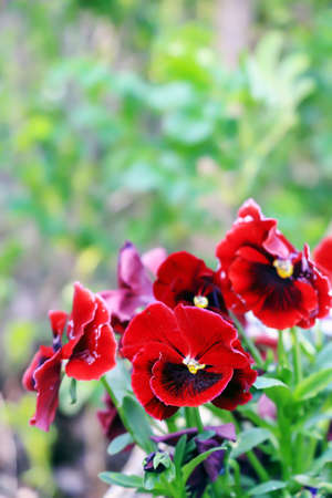 Red pansies isolated on a blurry background in Polandの写真素材