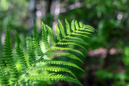A fern leaf growing in the forest in Polandの写真素材