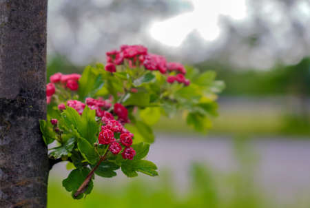 Twigs with red flowers growing from the tree trunk in Polandの写真素材