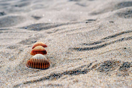 Three seashells on the sand in Polandの写真素材