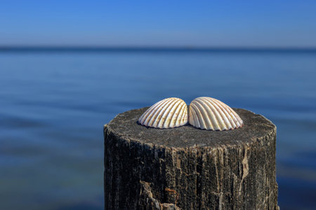 Two seashells lying on the pillar of the breakwater in Poland
