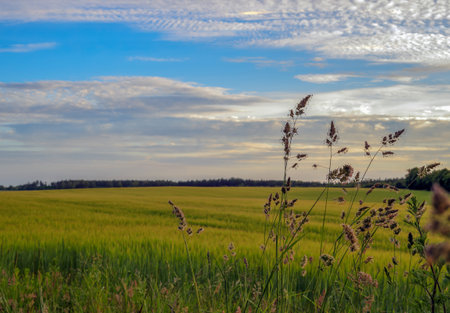 Blades of grass against the background of a green field in Polandの写真素材