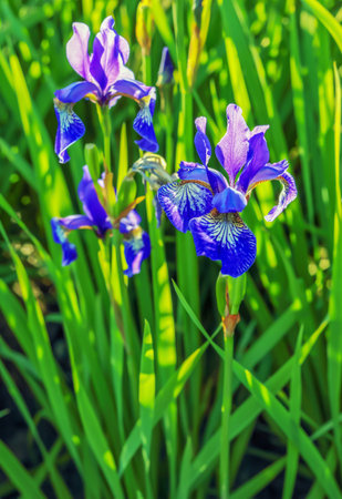 Blue iris on a green, blurry background in Polandの写真素材