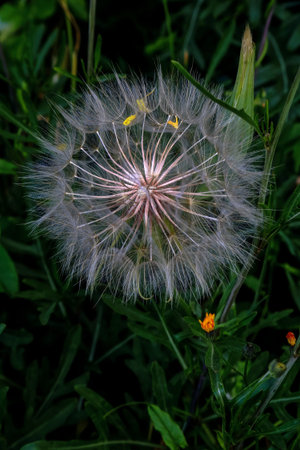 Dandelion seeds on a blurry green background in Poland