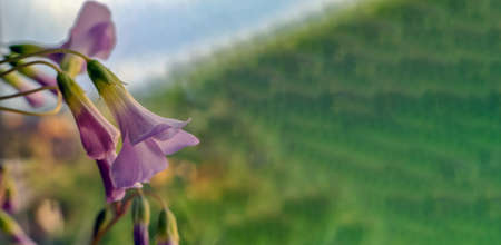 Violet flowers on a blurry green background in Polandの写真素材