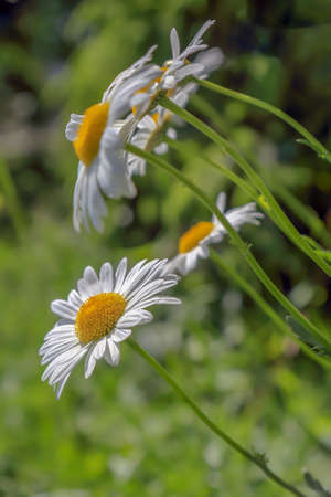 White-yellow flowers on a blurry background in Polandの写真素材