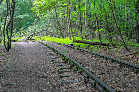 Railroad tracks blocked by a fallen tree in the forest in Poland