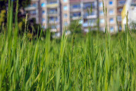 Blades of grass in the meadow in Polandの写真素材