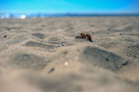 Sea shells lying on a sandy beach in Polandの写真素材