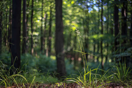 Blades of grass against the background of the blurry glow of the forest in Polandの写真素材