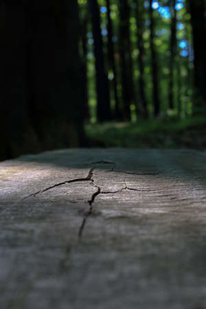 A crack on a wooden bench in the forest in Polandの写真素材