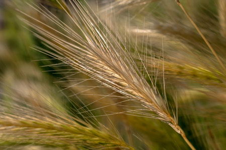 Yellow blade of grain against a blurred background in Polandの写真素材