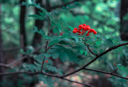 Red rowan in the background of a blurred forest in Polandの写真素材