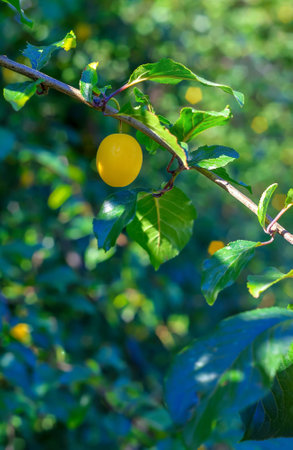 Yellow plum hanging on a green branch in Polandの写真素材