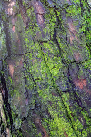 The bark of the tree covered with green moss in the forest in Polandの写真素材