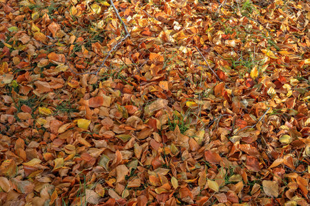 The grass is covered with autumn orange leaves in Polandの写真素材